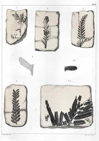 Reproducción/Reproduction 7294205392: Flora fossilis formationis oolithicae =. Padova :Tip. del Seminario,1856/1868-1873/1885.