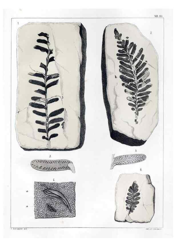 Reproducción/Reproduction 7294206576: Flora fossilis formationis oolithicae =. Padova :Tip. del Seminario,1856/1868-1873/1885.