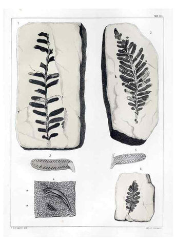 Reproducción/Reproduction 7294206576: Flora fossilis formationis oolithicae =. Padova :Tip. del Seminario,1856/1868-1873/1885.