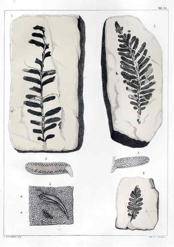 Reproducción/Reproduction 7294206576: Flora fossilis formationis oolithicae =. Padova :Tip. del Seminario,1856/1868-1873/1885.