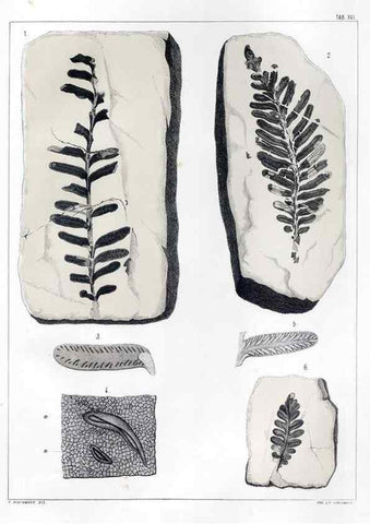 Reproducción/Reproduction 7294206576: Flora fossilis formationis oolithicae =. Padova :Tip. del Seminario,1856/1868-1873/1885.