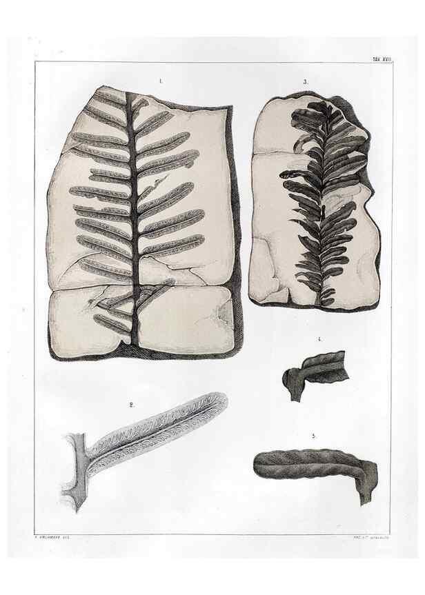 Reproducción/Reproduction 7294207540: Flora fossilis formationis oolithicae =. Padova :Tip. del Seminario,1856/1868-1873/1885.