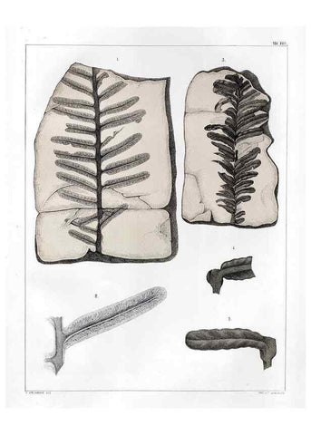 Reproducción/Reproduction 7294207540: Flora fossilis formationis oolithicae =. Padova :Tip. del Seminario,1856/1868-1873/1885.