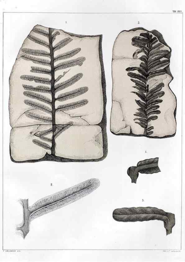 Reproducción/Reproduction 7294207540: Flora fossilis formationis oolithicae =. Padova :Tip. del Seminario,1856/1868-1873/1885.