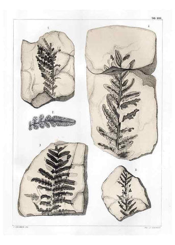 Reproducción/Reproduction 7294208568: Flora fossilis formationis oolithicae =. Padova :Tip. del Seminario,1856/1868-1873/1885.