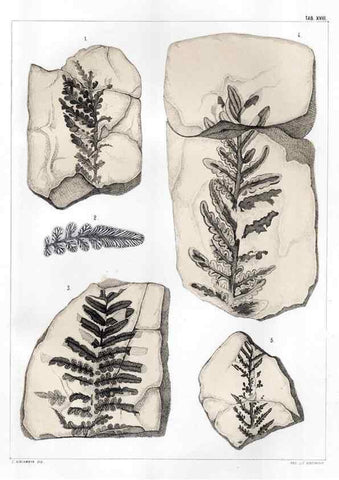 Reproducción/Reproduction 7294208568: Flora fossilis formationis oolithicae =. Padova :Tip. del Seminario,1856/1868-1873/1885.