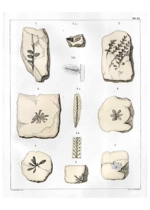 Reproducción/Reproduction 7294210044: Flora fossilis formationis oolithicae =. Padova :Tip. del Seminario,1856/1868-1873/1885.