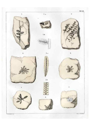 Reproducción/Reproduction 7294210044: Flora fossilis formationis oolithicae =. Padova :Tip. del Seminario,1856/1868-1873/1885.