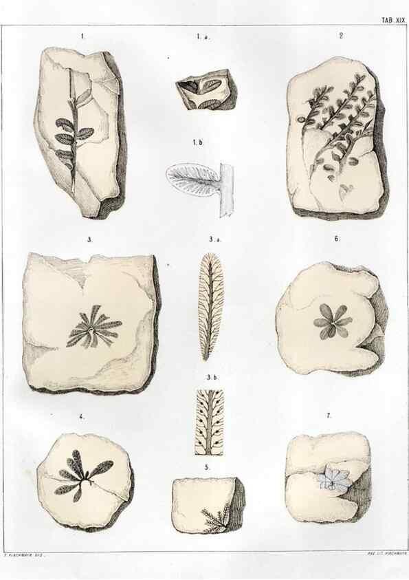 Reproducción/Reproduction 7294210044: Flora fossilis formationis oolithicae =. Padova :Tip. del Seminario,1856/1868-1873/1885.