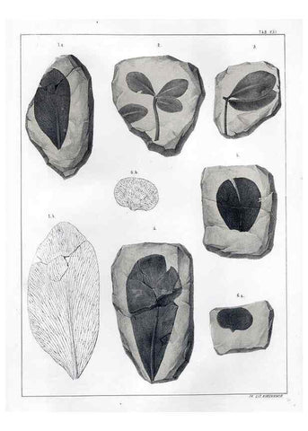 Reproducción/Reproduction 7294211414: Flora fossilis formationis oolithicae =. Padova :Tip. del Seminario,1856/1868-1873/1885.