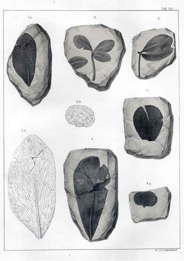 Reproducción/Reproduction 7294211414: Flora fossilis formationis oolithicae =. Padova :Tip. del Seminario,1856/1868-1873/1885.
