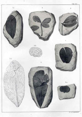 Reproducción/Reproduction 7294211414: Flora fossilis formationis oolithicae =. Padova :Tip. del Seminario,1856/1868-1873/1885.