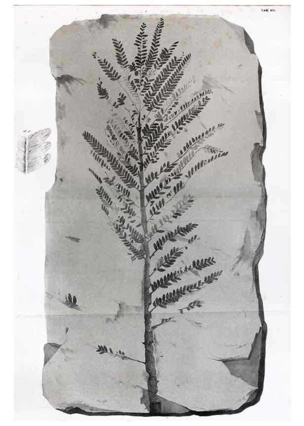 Reproducción/Reproduction 7294201950: Flora fossilis formationis oolithicae =. Padova :Tip. del Seminario,1856/1868-1873/1885.