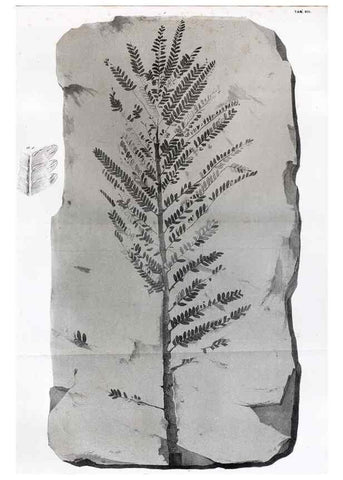 Reproducción/Reproduction 7294201950: Flora fossilis formationis oolithicae =. Padova :Tip. del Seminario,1856/1868-1873/1885.