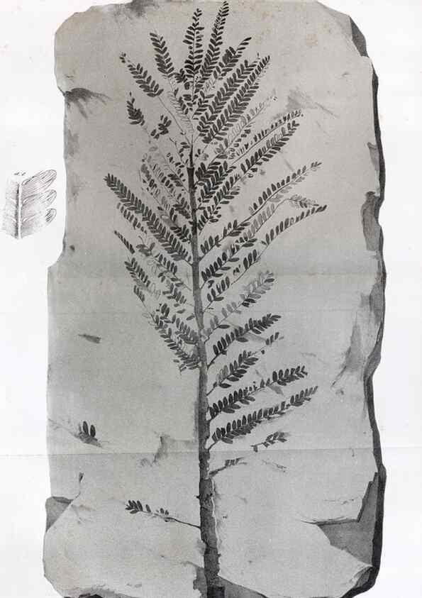 Reproducción/Reproduction 7294201950: Flora fossilis formationis oolithicae =. Padova :Tip. del Seminario,1856/1868-1873/1885.
