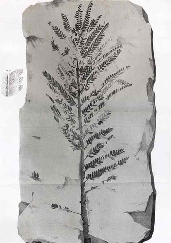 Reproducción/Reproduction 7294201950: Flora fossilis formationis oolithicae =. Padova :Tip. del Seminario,1856/1868-1873/1885.