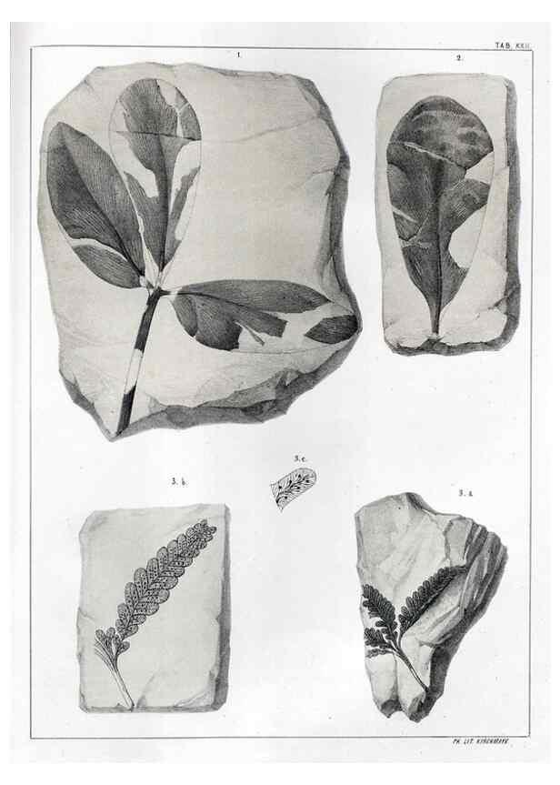 Reproducción/Reproduction 7294212740: Flora fossilis formationis oolithicae =. Padova :Tip. del Seminario,1856/1868-1873/1885.