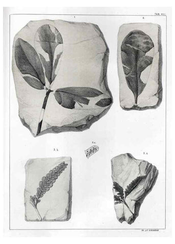 Reproducción/Reproduction 7294212740: Flora fossilis formationis oolithicae =. Padova :Tip. del Seminario,1856/1868-1873/1885.