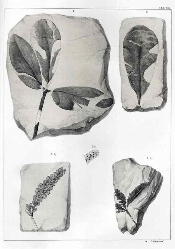 Reproducción/Reproduction 7294212740: Flora fossilis formationis oolithicae =. Padova :Tip. del Seminario,1856/1868-1873/1885.