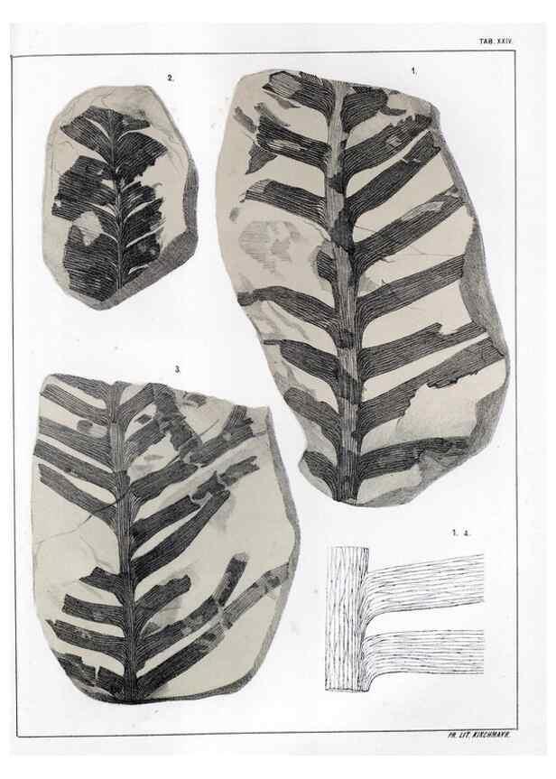 Reproducción/Reproduction 7294215936: Flora fossilis formationis oolithicae =. Padova :Tip. del Seminario,1856/1868-1873/1885.