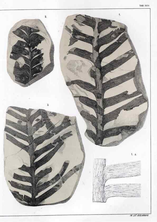 Reproducción/Reproduction 7294215936: Flora fossilis formationis oolithicae =. Padova :Tip. del Seminario,1856/1868-1873/1885.