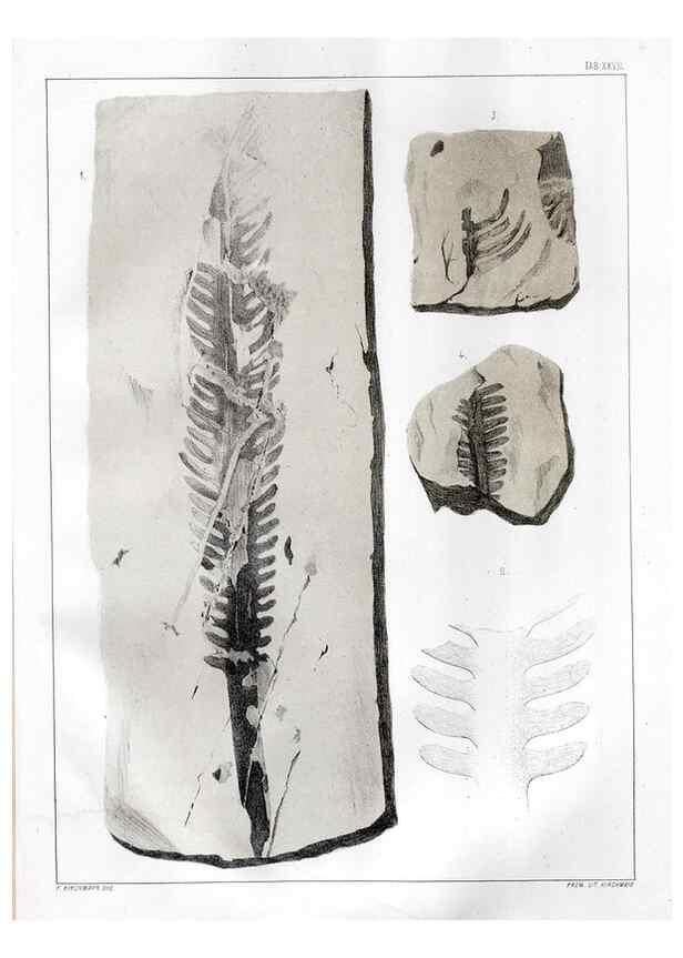 Reproducción/Reproduction 7294219504: Flora fossilis formationis oolithicae =. Padova :Tip. del Seminario,1856/1868-1873/1885.