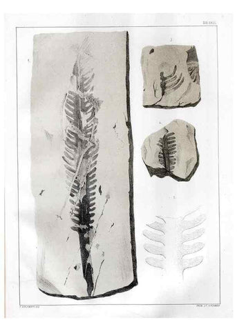 Reproducción/Reproduction 7294219504: Flora fossilis formationis oolithicae =. Padova :Tip. del Seminario,1856/1868-1873/1885.