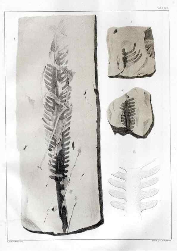 Reproducción/Reproduction 7294219504: Flora fossilis formationis oolithicae =. Padova :Tip. del Seminario,1856/1868-1873/1885.