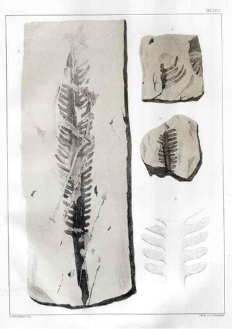 Reproducción/Reproduction 7294219504: Flora fossilis formationis oolithicae =. Padova :Tip. del Seminario,1856/1868-1873/1885.