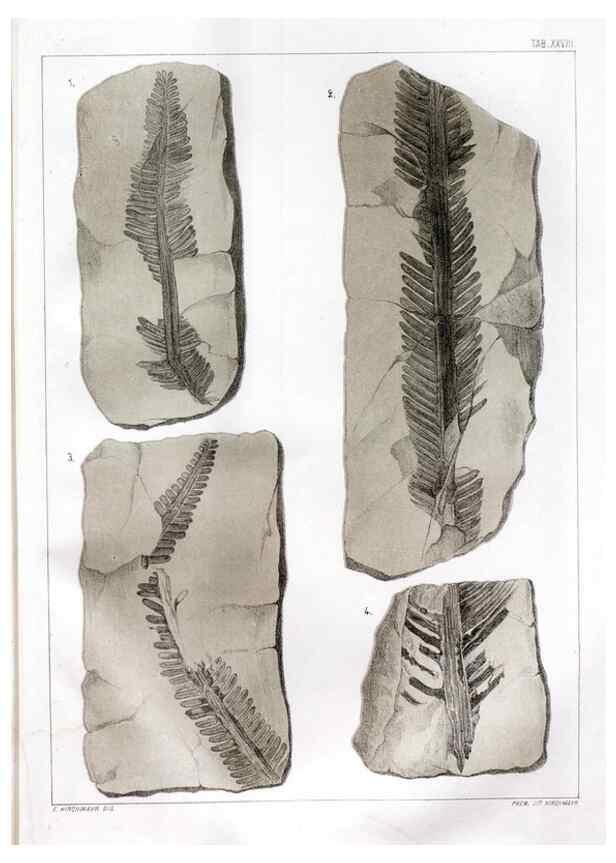 Reproducción/Reproduction 7294220462: Flora fossilis formationis oolithicae =. Padova :Tip. del Seminario,1856/1868-1873/1885.