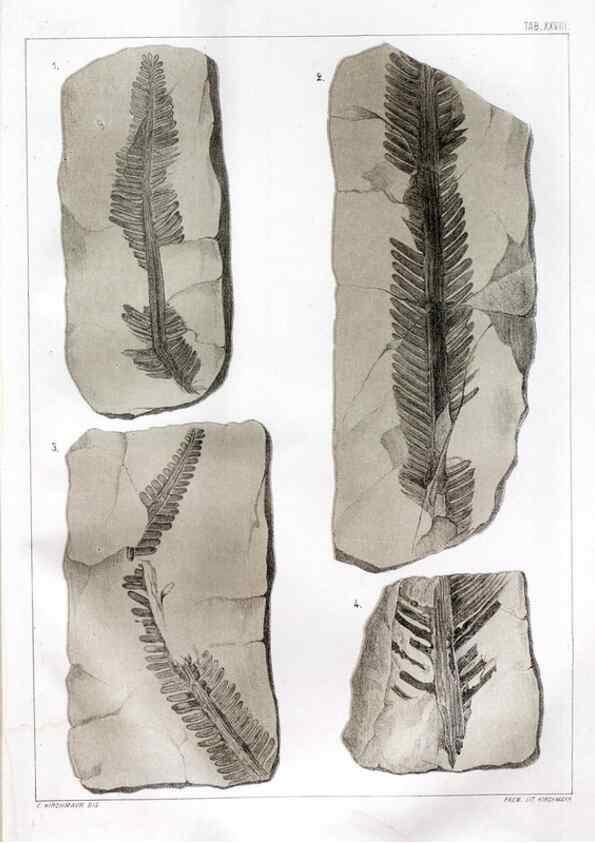 Reproducción/Reproduction 7294220462: Flora fossilis formationis oolithicae =. Padova :Tip. del Seminario,1856/1868-1873/1885.