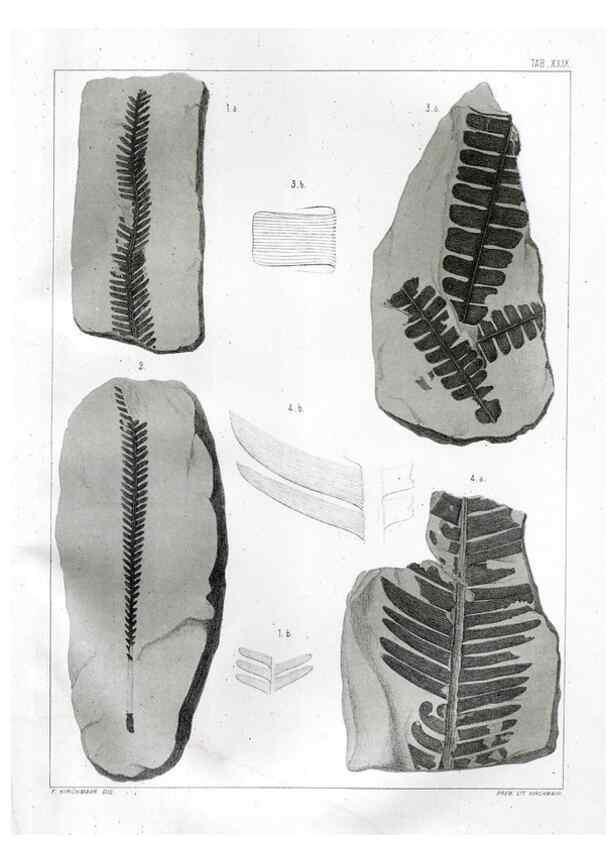 Reproducción/Reproduction 7294221486: Flora fossilis formationis oolithicae =. Padova :Tip. del Seminario,1856/1868-1873/1885.