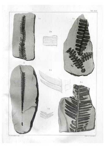 Reproducción/Reproduction 7294221486: Flora fossilis formationis oolithicae =. Padova :Tip. del Seminario,1856/1868-1873/1885.