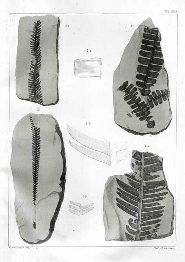 Reproducción/Reproduction 7294221486: Flora fossilis formationis oolithicae =. Padova :Tip. del Seminario,1856/1868-1873/1885.