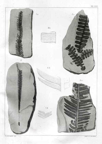 Reproducción/Reproduction 7294221486: Flora fossilis formationis oolithicae =. Padova :Tip. del Seminario,1856/1868-1873/1885.