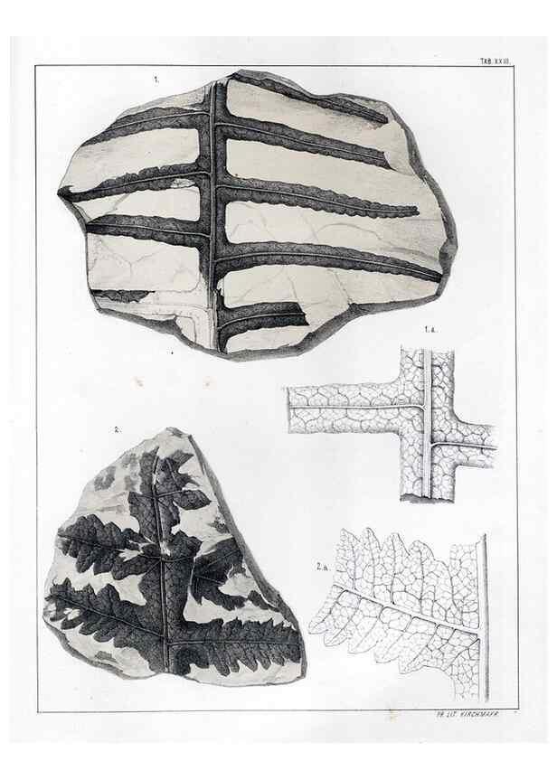 Reproducción/Reproduction 7294214572: Flora fossilis formationis oolithicae =. Padova :Tip. del Seminario,1856/1868-1873/1885.