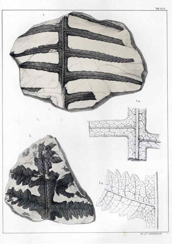 Reproducción/Reproduction 7294214572: Flora fossilis formationis oolithicae =. Padova :Tip. del Seminario,1856/1868-1873/1885.