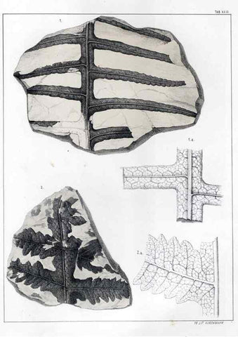 Reproducción/Reproduction 7294214572: Flora fossilis formationis oolithicae =. Padova :Tip. del Seminario,1856/1868-1873/1885.