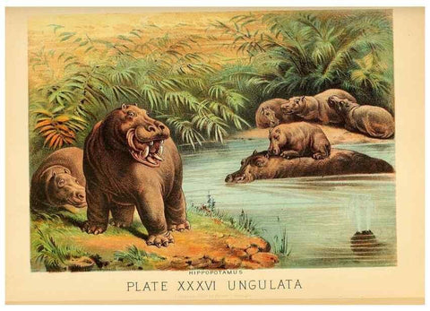 Reproducción/Reproduction 7268665408: Johnson's household book of nature,. New York,H.J.Johnson,[1880]