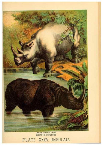 Reproducción/Reproduction 7268664408: Johnson's household book of nature,. New York,H.J.Johnson,[1880]