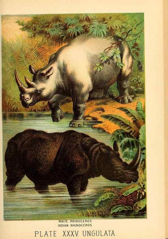 Reproducción/Reproduction 7268664408: Johnson's household book of nature,. New York,H.J.Johnson,[1880]
