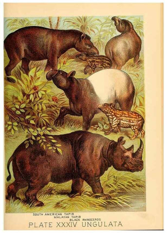 Reproducción/Reproduction 7268663044: Johnson's household book of nature,. New York,H.J.Johnson,[1880]