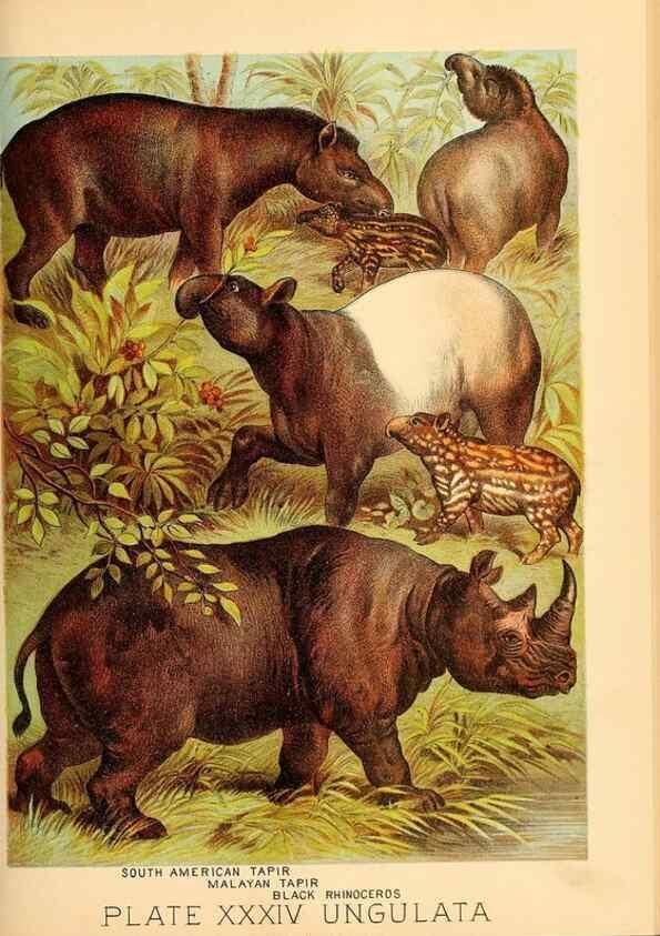 Reproducción/Reproduction 7268663044: Johnson's household book of nature,. New York,H.J.Johnson,[1880]