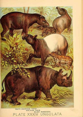 Reproducción/Reproduction 7268663044: Johnson's household book of nature,. New York,H.J.Johnson,[1880]
