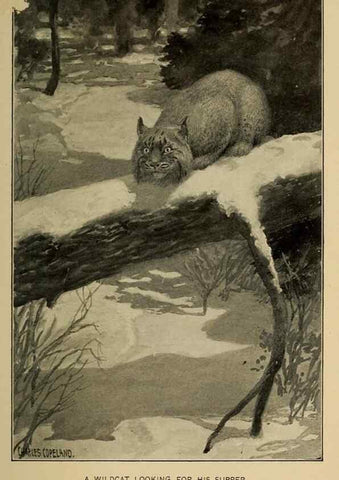 Reproducción/Reproduction 7261627348: Stories of the good green wood,. New York,T.Y. Crowell & co.,1904.