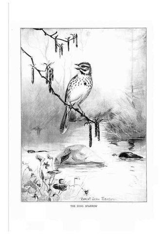 Reproducción/Reproduction 7262445098: Bird portraits,. Boston,Ginn & Company,1901.