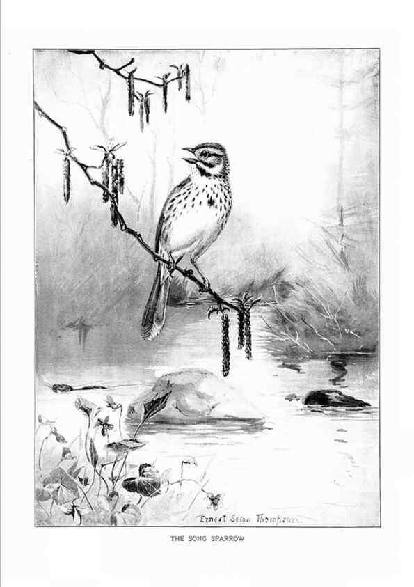 Reproducción/Reproduction 7262445098: Bird portraits,. Boston,Ginn & Company,1901.