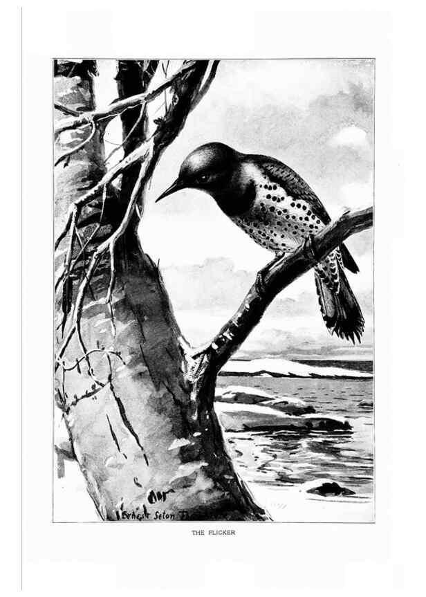 Reproducción/Reproduction 7262449384: Bird portraits,. Boston,Ginn & Company,1901.