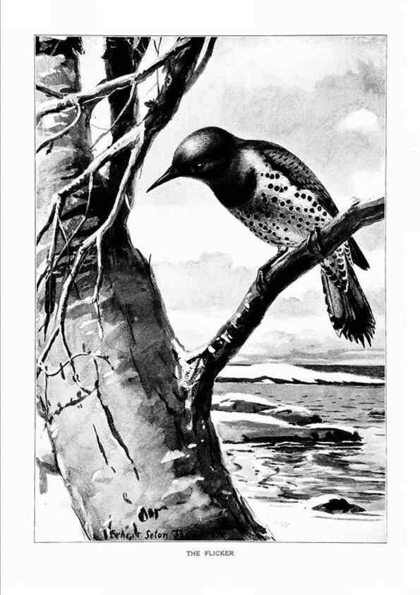 Reproducción/Reproduction 7262449384: Bird portraits,. Boston,Ginn & Company,1901.