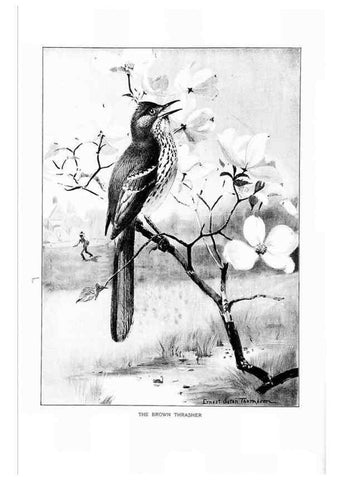 Reproducción/Reproduction 7262453404: Bird portraits,. Boston,Ginn & Company,1901.